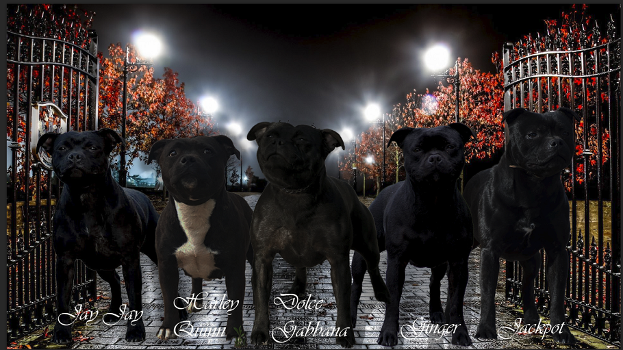 Coloradoevi's Kennel